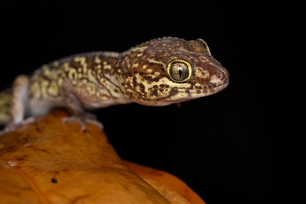 Budget-sante-reptiles
