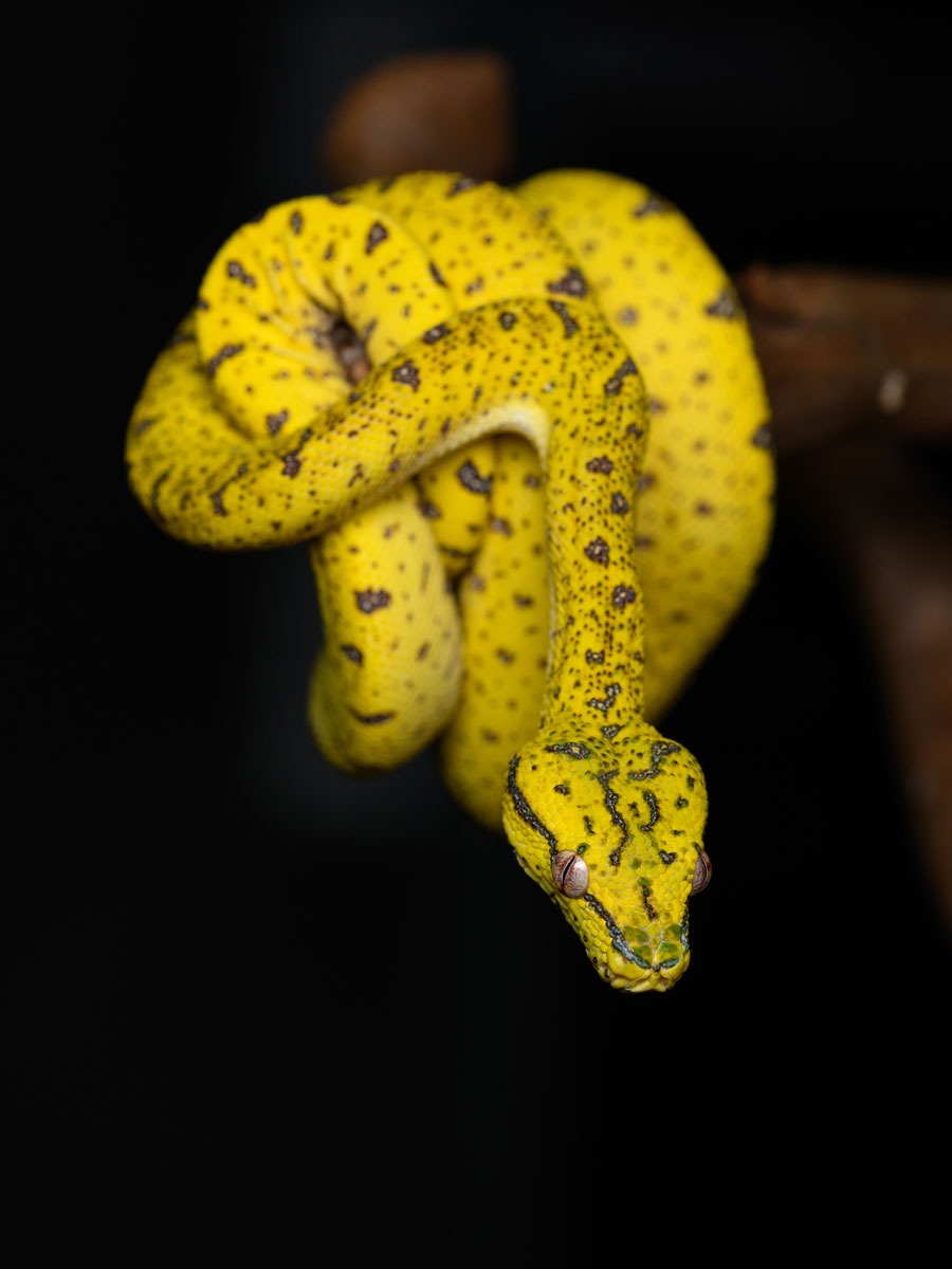Categories-Serpents-Reptile-Room