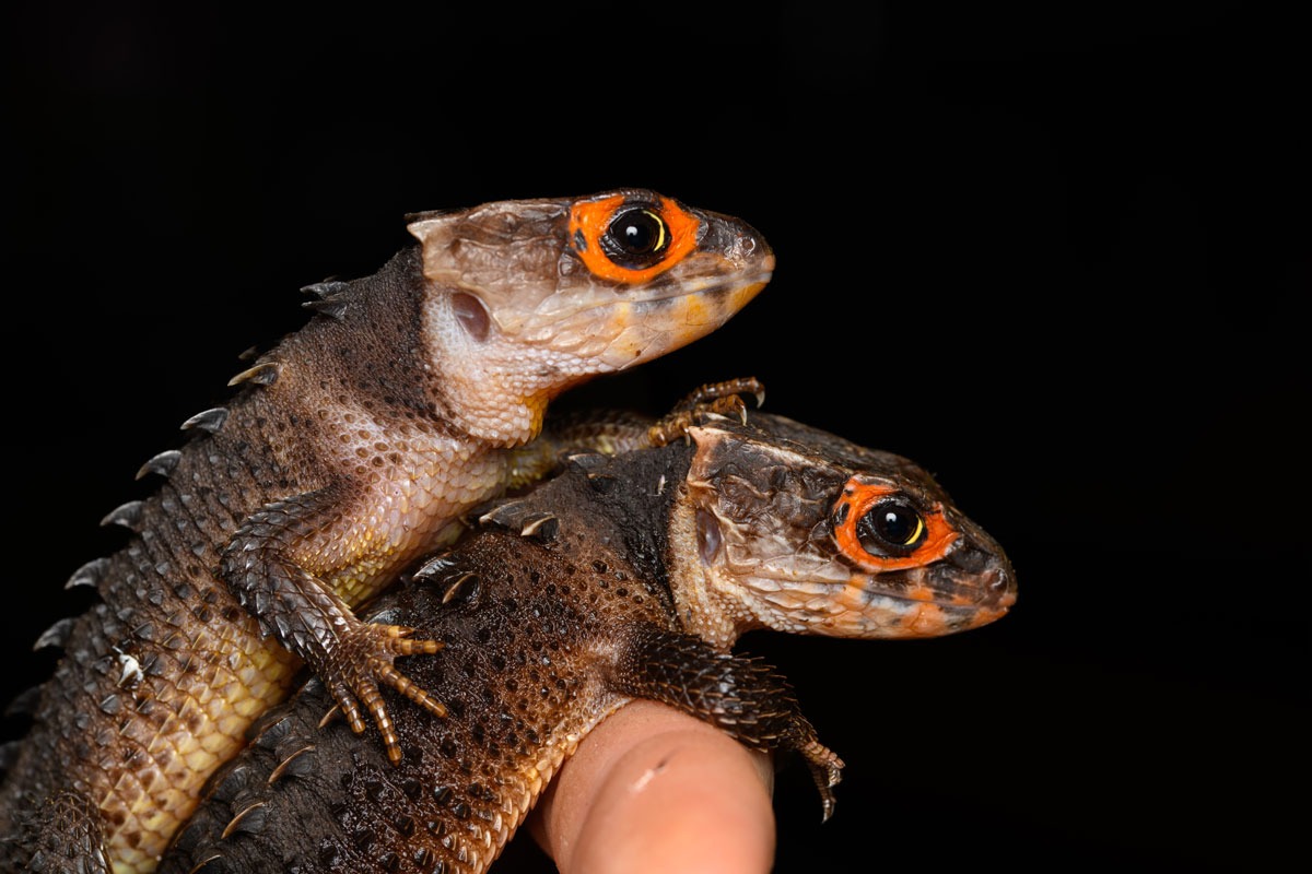 FAQ-Lezards